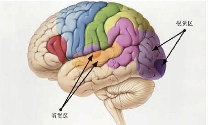 听觉通关游戏攻略——开启人体工厂听觉中枢（以游戏为主，解锁听觉中枢的奥秘）