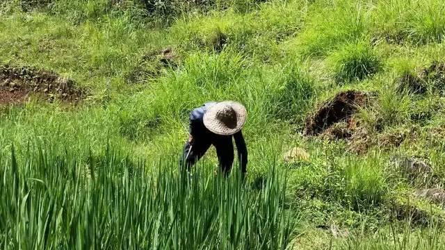 《地下城割草圣魔杖合成攻略》（游戏玩家必备，轻松合成最强神器！）