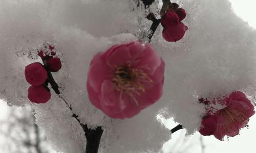 《征战梅花山雪，玩遍荣耀》（以荣耀梅花山雪作闲伴活动全攻略）