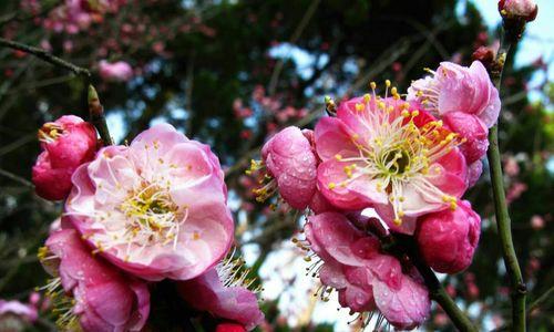 《征战梅花山雪，玩遍荣耀》（以荣耀梅花山雪作闲伴活动全攻略）