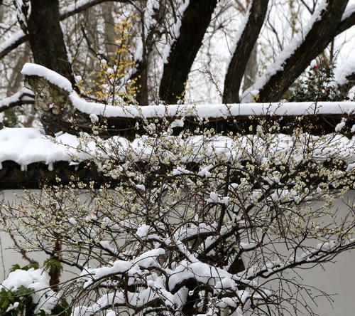 《征战梅花山雪，玩遍荣耀》（以荣耀梅花山雪作闲伴活动全攻略）