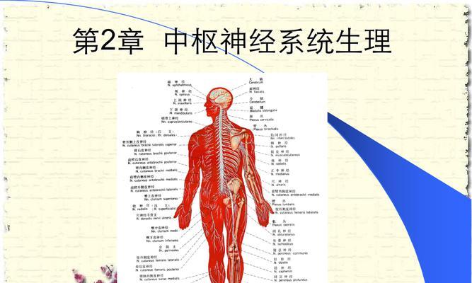 如何通关人体工厂的中枢神经游戏（掌握这些技巧）