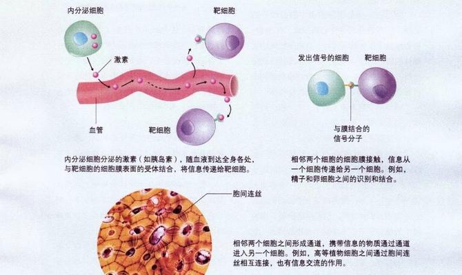 细胞生存战——战争在细胞之间的展开（以细胞为主角的游戏世界）