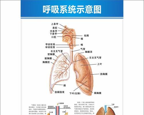 《人体工厂肺部循环通关指南》（以游戏为主的肺部循环通关技巧）