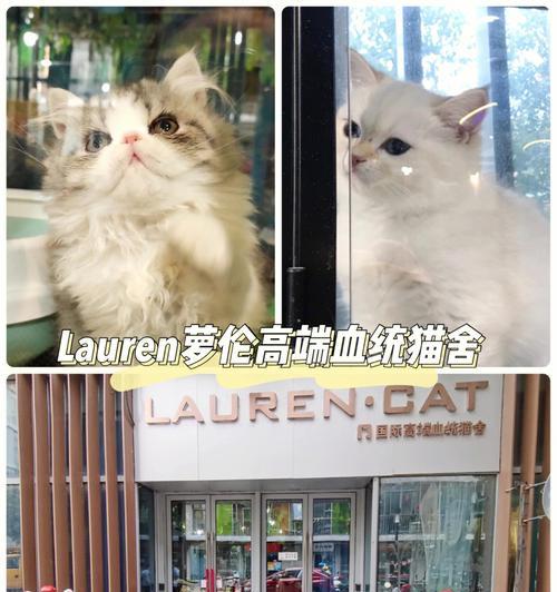 猫之城山明箬影解析？游戏体验和特点是什么？