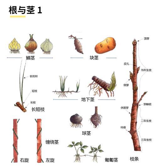 深林根须的获取途径有哪些？