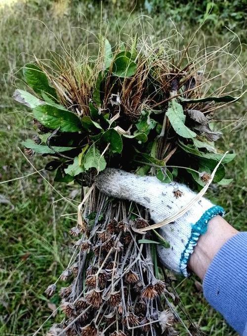 深林根须的获取途径有哪些？